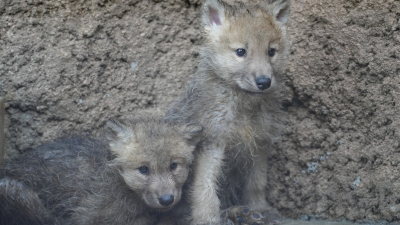 ホッキョクオオカミの赤ちゃん誕生　国内初、絶滅危惧種　那須（毎日新聞） - Yahoo!ニュース